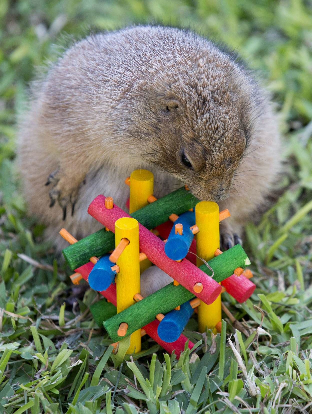 Animal Enrichment